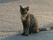 CSUN-FEAT-Stray-Cats1.jpg
