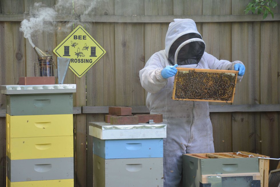 CSUN FEAT Beekeeping3.jpg