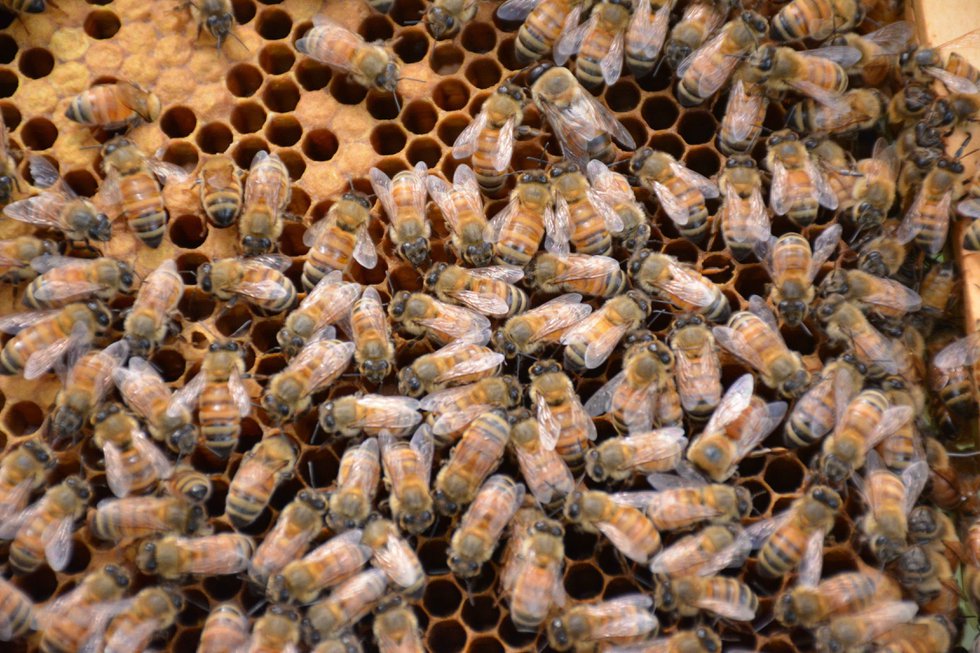 CSUN FEAT Beekeeping5b.jpg